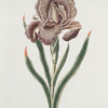 Iris I = Iris Susiana. [Iris Susanah]