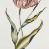 Tvlipa III = La Coquine. [Tulip]