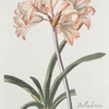 Lilio narcissvs I = Belladonna. [Belladonna lily]