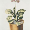 Avricvla vrsi I = Danaee. [Alpine auricula ; Bear's ears]