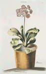 Avricvla vrsi I = Danaee. [Alpine auricula ; Bear's ears]