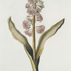 Hyacinthvs IV = Feu d'Amour. [Hyacinth IV]