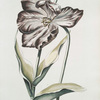 Tvlipa IV = La Nouvelle. [Tulip IV]