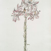 Lilivm I = Lilium album maculatum. [White spotted lily]