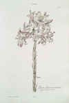 Lilivm I = Lilium album maculatum. [White spotted lily]