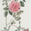 Rosa I = Hundertbláttrigte Rose. [Rose I ; Rose with multipetals]