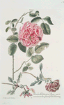 Rosa I = Hundertbláttrigte Rose. [Rose I ; Rose with multipetals]
