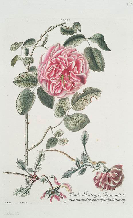 Rosa I = Hundertbláttrigte Rose. [Rose I ; Rose with multipetals ...
