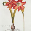 Lilio Narcissvs II = West-Indische rothe Lilie. [West Indian red lily]