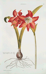Lilio Narcissvs II = West-Indische rothe Lilie. [West Indian red lily]