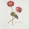 Anemone II = Bisard d'Angleterre. [Windflower]