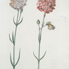 Caryophyllvs III = Czarin ; Caryophyllvs IV = Le Prince de Piedmont. [Carnation]