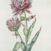 Tvlipa V = Double blanc bordé. [Tulip V ; Pink tulip with double white border]