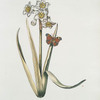 Narcissvs I = Baselmann maior. [Narcissus I ; Daffodils]