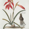 Lilio-narcissvs III = Narcissus Jacobeus.
