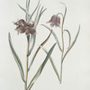 Frittilaria III = Alexander ; Fritillaria IV = Asgrauw. [Missionbells]