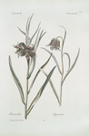 Frittilaria III = Alexander ; Fritillaria IV = Asgrauw. [Missionbells]