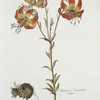 Martagvm I = Martagon Canadense maius. [TIger lily]