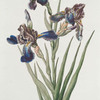 Iris II.