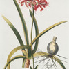 Lilio-narcissvs IV = Guernsey-Lily. [Nerines Pink Trumpet ; Nerine sarniensis]