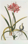 Lilio-narcissvs IV = Guernsey-Lily. [Nerines Pink Trumpet ; Nerine sarniensis]