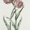 Tvlipa VI = Prinz Fridrich. [Tulip VI]
