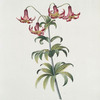 Martagvm III = The new Crimson Pensilvania Martagon. [Lily]