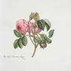 Rosa II = The moss provence rose. [Moss Rose, Provence Rose, Cabbage Rose, Holland Rose, Comon Moss Rose]