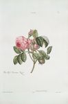 Rosa II = The moss provence rose. [Moss Rose, Provence Rose, Cabbage Rose, Holland Rose, Comon Moss Rose]