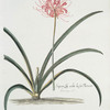 Lilio-narcissvs V = Japan-lily wiht lesser flowerr. [Guernsey Amaryllis ; Amaryllis sarniensis ; Japan lily]