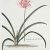 Lilio-narcissvs V = Japan-lily wiht lesser flowerr. [Guernsey Amaryllis ; Amaryllis sarniensis ; Japan lily]