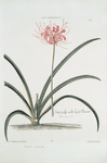 Lilio-narcissvs V = Japan-lily wiht lesser flowerr. [Guernsey Amaryllis ; Amaryllis sarniensis ; Japan lily]