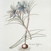 Crocvs I = The true saffron. [Crocus I ; Crocus sativus]