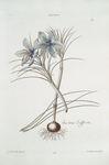 Crocvs I = The true saffron. [Crocus I ; Crocus sativus]