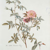 Rosa III = The double cinnamon rose.