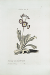 Avricvla vrsi II = Herzog von Cumberland. [Auricula ursi II ; Bear's ears]