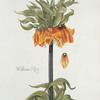 Corona Imperialis I = William Rex. [Imperial fritillaria I]