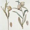 Fritillaria V 'Festus' = Fritillaria VI 'Bellinde' [Bell-flowers]