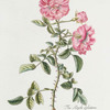 Rosa IV = The single eglatine or, Sweet Briarbush. [Hybrid Eglanteria ; Sweet Briar rose]