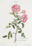 Rosa IV = The single eglatine or, Sweet Briarbush. [Hybrid Eglanteria ; Sweet Briar rose]