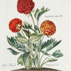 Ranvncvlvs III 'Ossen Bloed'  ; Ranvncvlvs IV 'Baguet d'Or. [Ranunculus III ; Ranuculus IV ; Red buttercups]