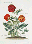 Ranvncvlvs III 'Ossen Bloed'  ; Ranvncvlvs IV 'Baguet d'Or. [Ranunculus III ; Ranuculus IV ; Red buttercups]