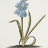 Hyacinthvs VI 'Koningin van Vrankryk' [Hyacinth VI ; Blue bells]