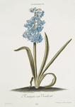 Hyacinthvs VI 'Koningin van Vrankryk' [Hyacinth VI ; Blue bells]