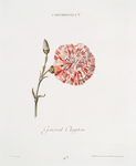Caryophyllvs V 'General Clayton'. [Caryophyllus V = Carnation V]