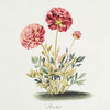 Ranvncvlvs V 'Hector'. [Ranunculus V ; Ranuculus V ; Buttercups]