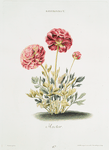 Ranvncvlvs V 'Hector'. [Ranunculus V ; Ranuculus V ; Buttercups]