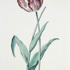 Tulipa VII 'L'agreable'. [Tulip VII]