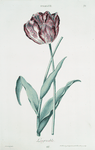 Tulipa VII 'L'agreable'. [Tulip VII]