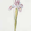 Iris angelica I 'Königin Esther'. [Iris I ; Iris 'Angelic']